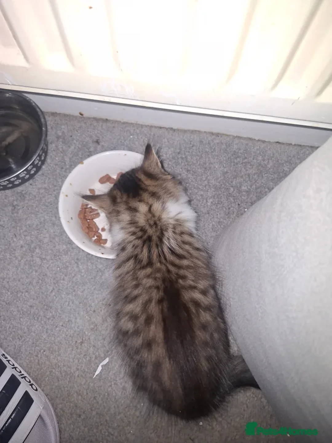 Mixed Breed cats for sale: Female kitten - Advert 2
