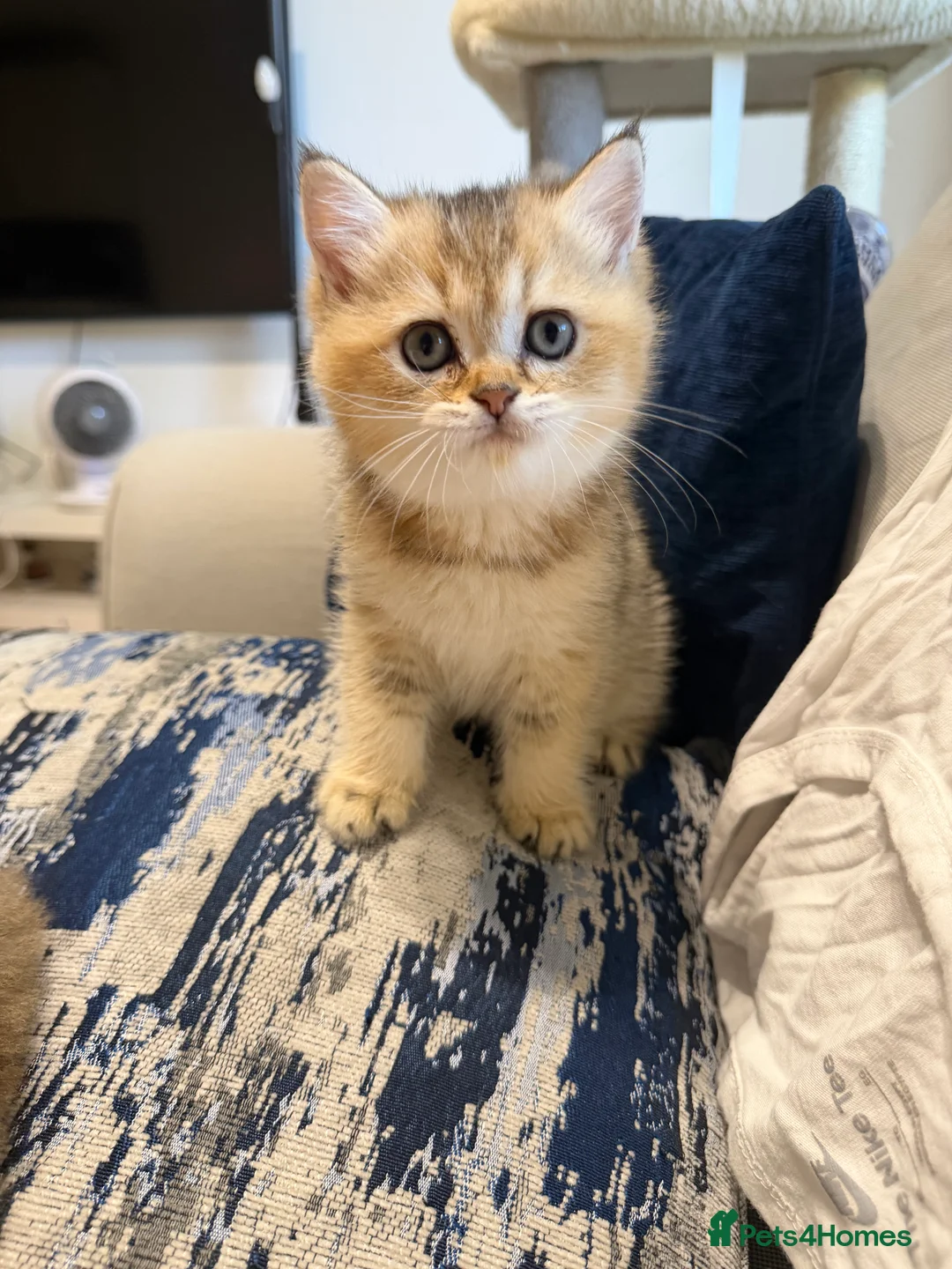 Scottish Fold cats for sale: Scottish Fold Kittens - Advert 1