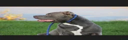 Staffordshire Bull Terrier dogs for sale: Blue staff puppies  - Advert 8