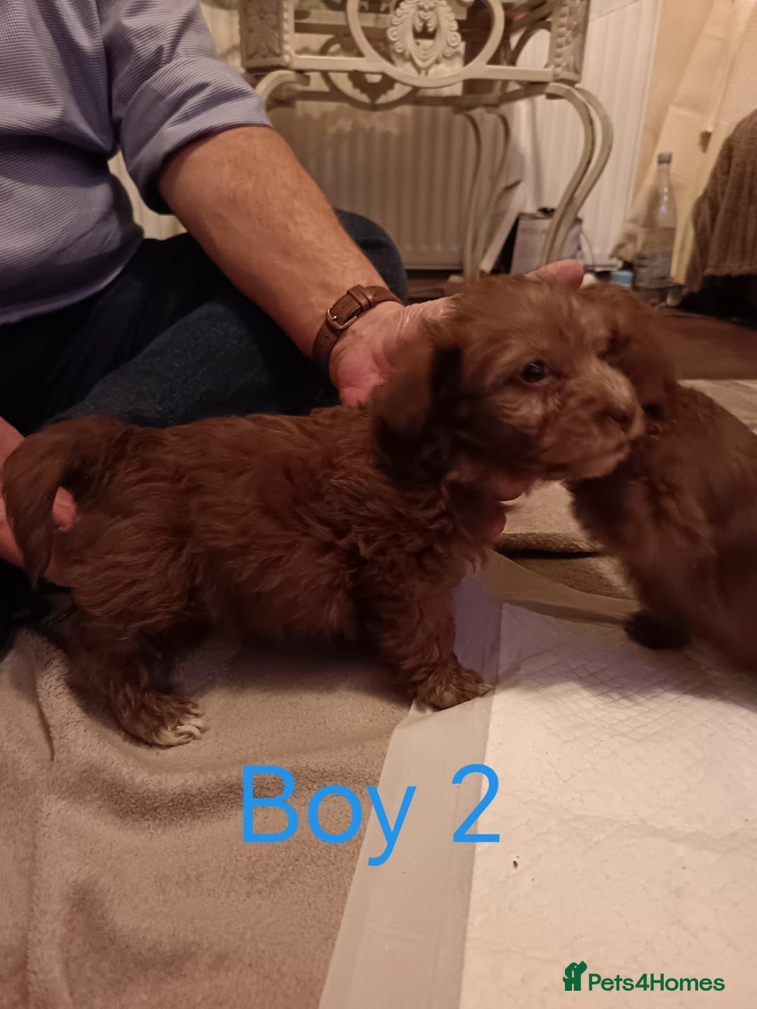 Norfolk Terrier dogs for sale: Norfolk Terrier Puppies - Advert 4