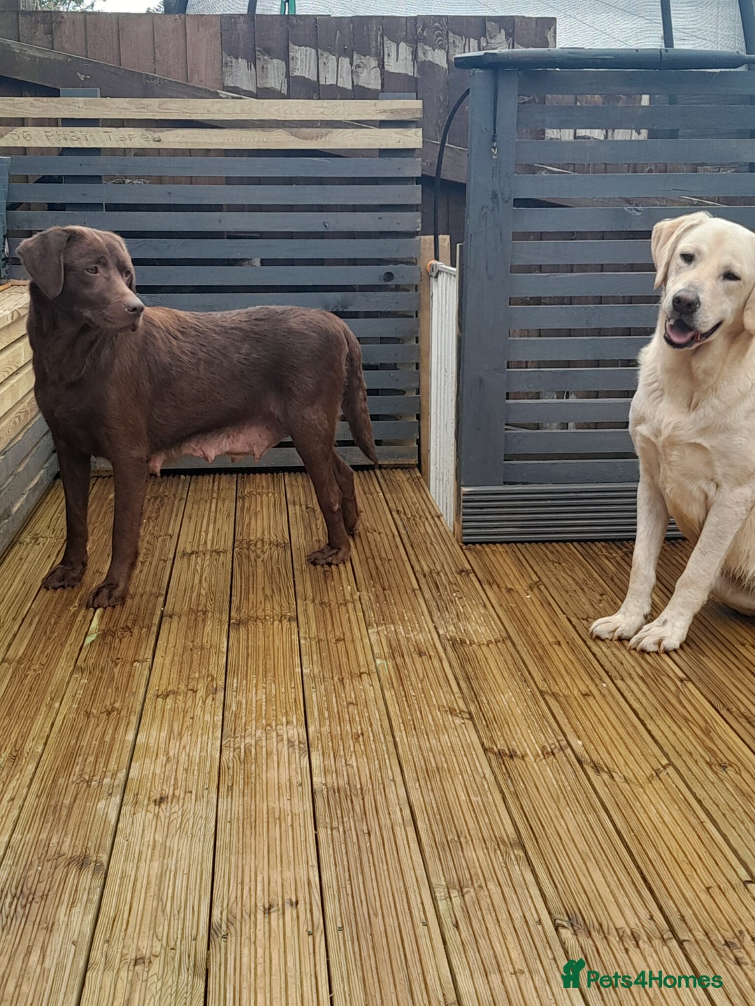 Labrador Retriever dogs for sale: Labrador Puppies Vet checked Ready to be rehomed - Advert 3