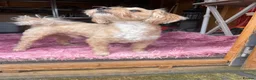 Mixed Breed dogs for sale: Luxury MauxiePoos This is CUTE OVERLOAD  - Advert 20