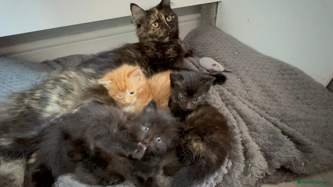 Mixed Breed cats for sale: 3 beautiful Norwegian forest x kittens boy SOLD!! - Image 5