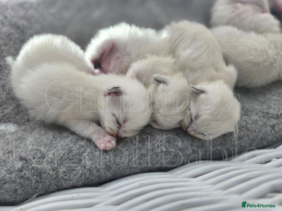 Ragdoll cats for sale: 🩵 Pure Ragdoll Kittens Ready Now 🩷 - Image 11