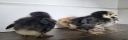 Chickens poultry for sale: 4 x Pekin Chicks in Nottingham - Advert 5
