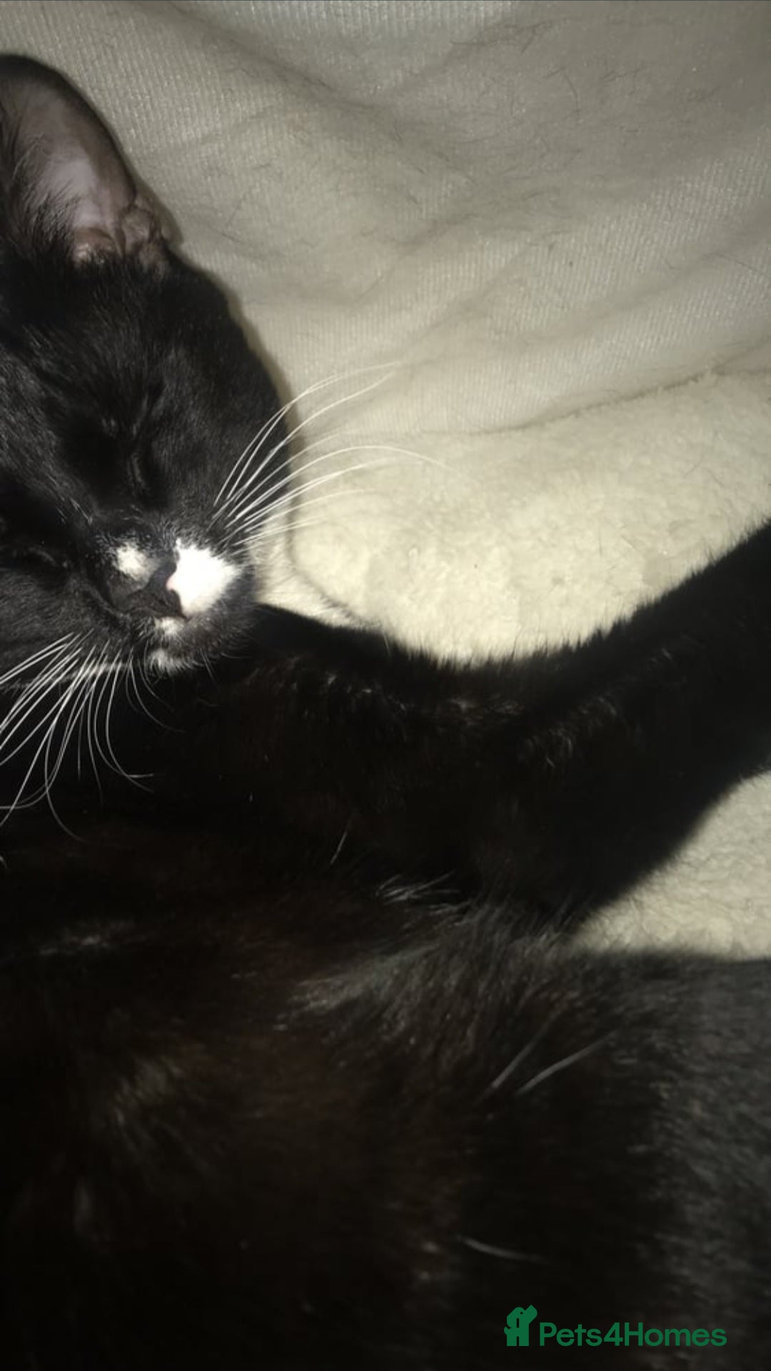 Domestic Shorthair cats for sale: Male Cat for sale - Image 2