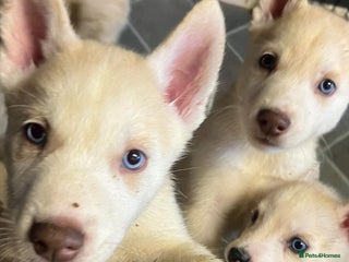 Siberian Husky dogs - Advert 13