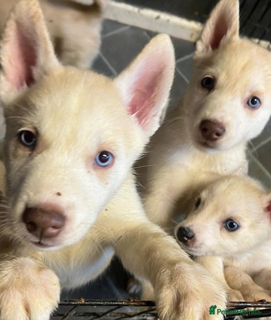 Siberian Husky dogs - Advert 2