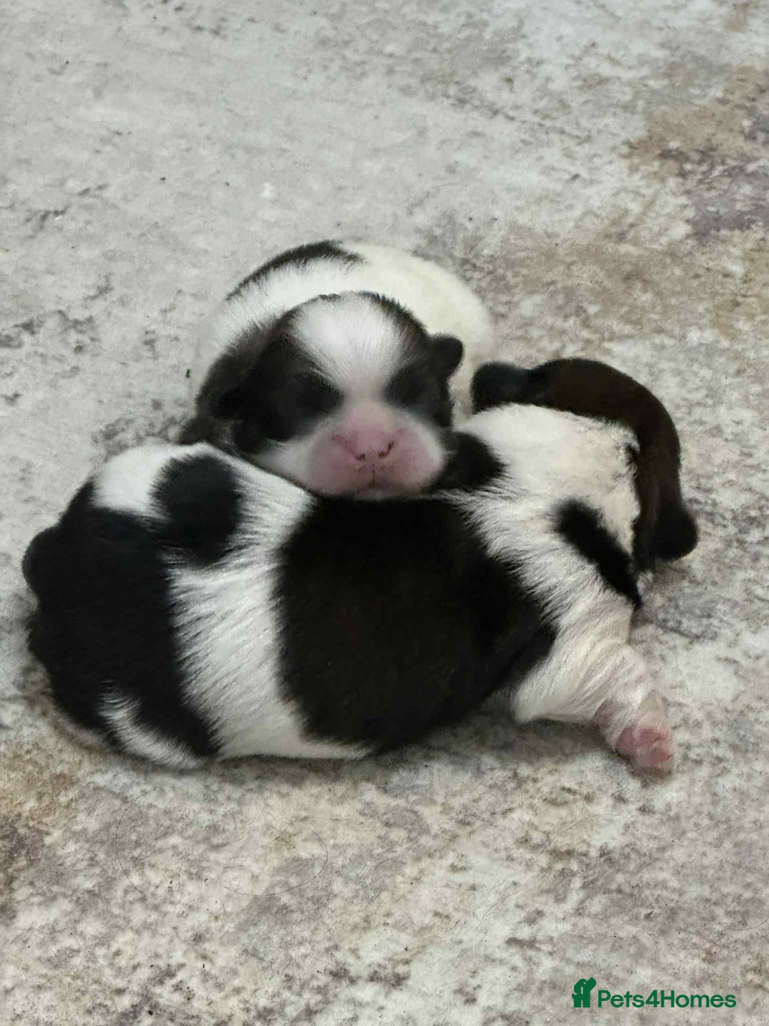 Shih Tzu dogs for sale: Gorgeous full breed Shih Tzu puppies - Image 14