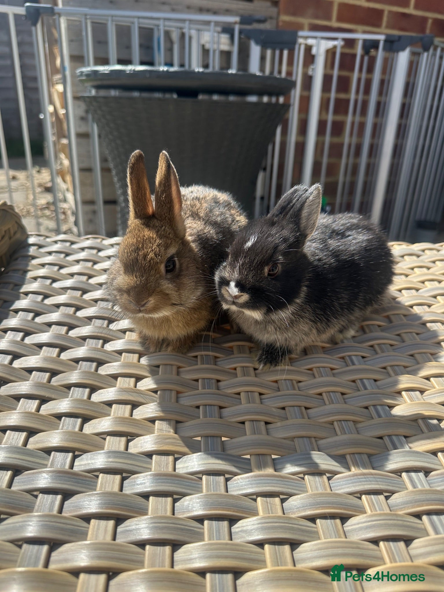 Netherland Dwarf rabbits Lovely Netherland Dwarf baby rabbits. - Advert 2