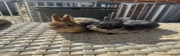 Netherland Dwarf rabbits for sale: Lovely Netherland Dwarf baby rabbits. - Advert 2