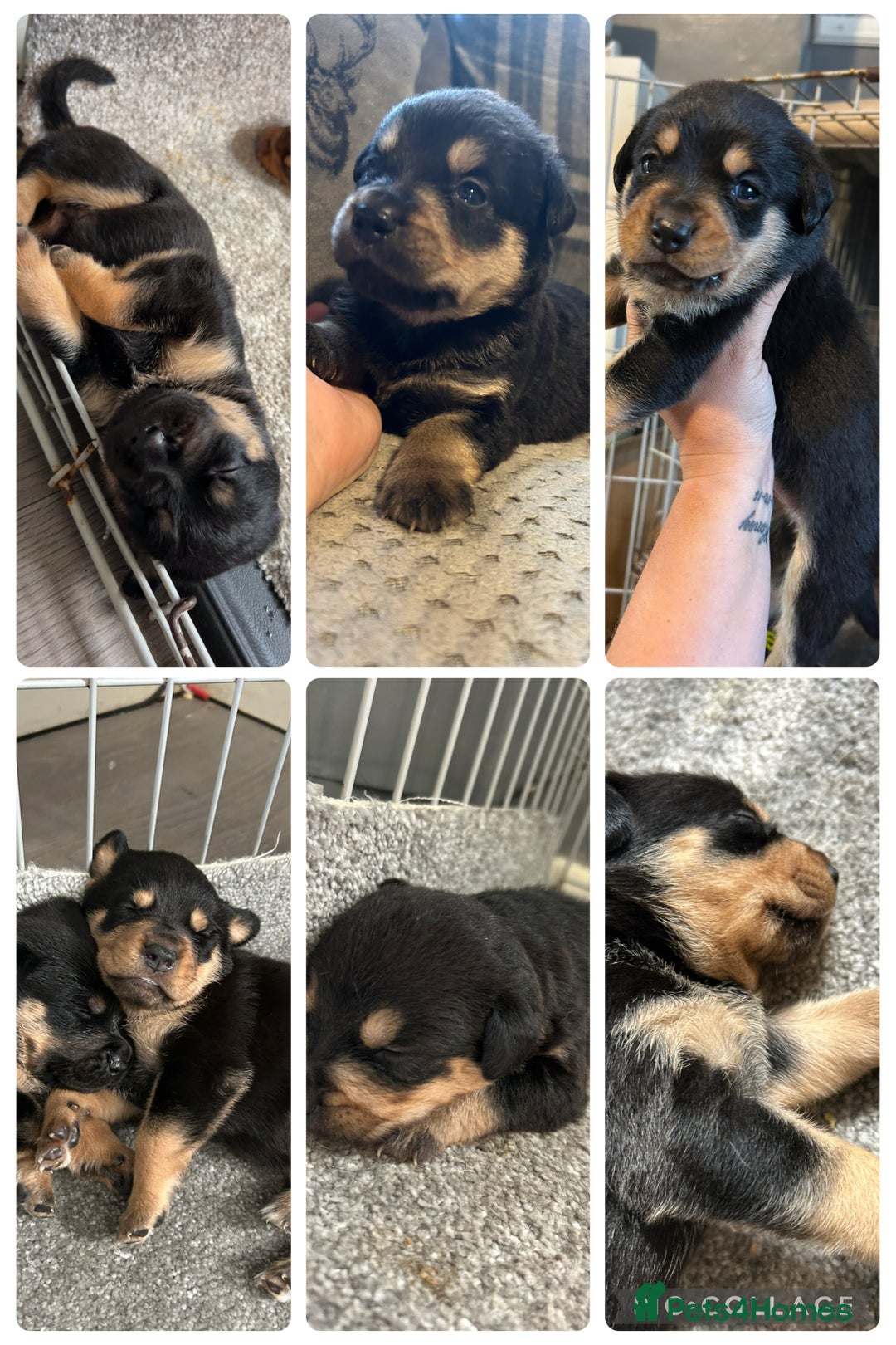 Rottweiler dogs for sale: Beautiful Rottweiler Puppy’s For Sale  - Image 1