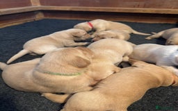 Labrador Retriever dogs for sale: Labrador Retrievers For Sale - Image 5