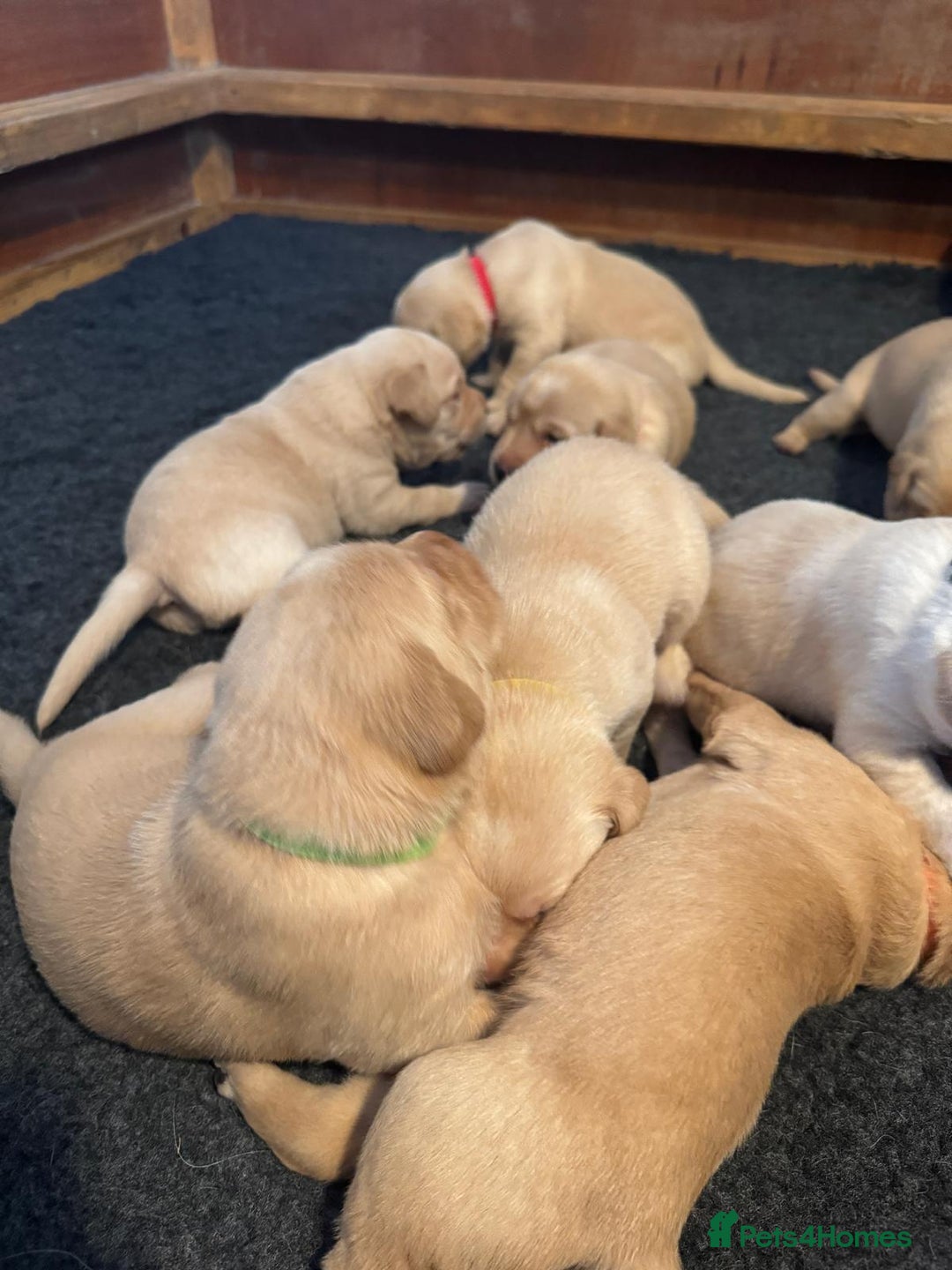 Labrador Retriever dogs for sale: Labrador Retrievers For Sale - Image 5