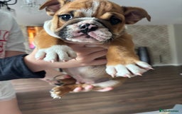 English Bulldog dogs for sale: English bulldog puppies  - Image 14