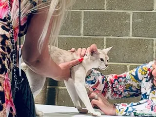 Abyssinian cats 🏆✨ CHAMPION Silver Cinnamon Abyssinian ✨🏆❤️ - Advert 5