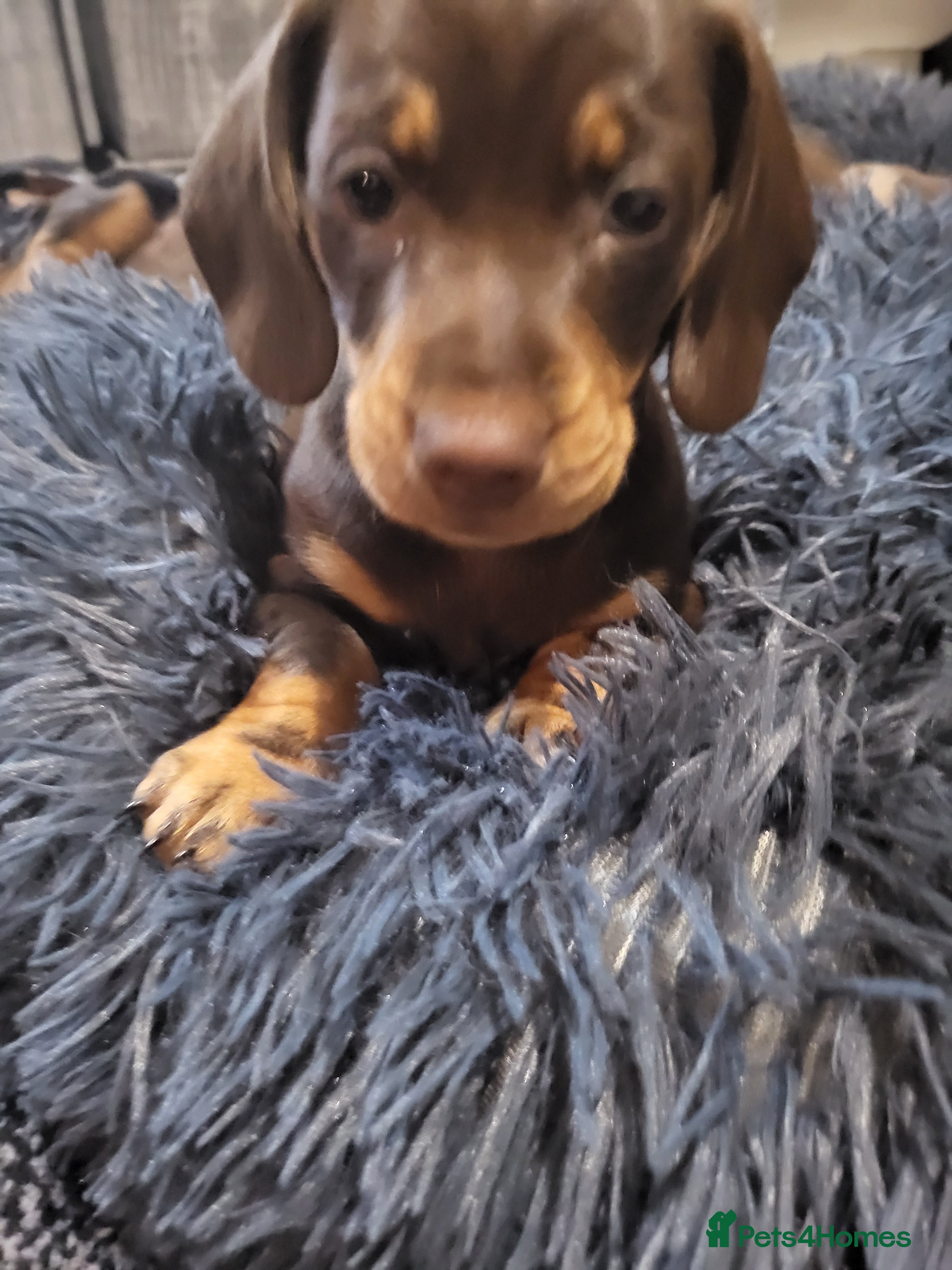 Dachshund dogs Litter of four beautiful dachshunds - Advert 3