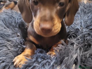 Dachshund dogs Litter of four beautiful dachshunds - Advert 3