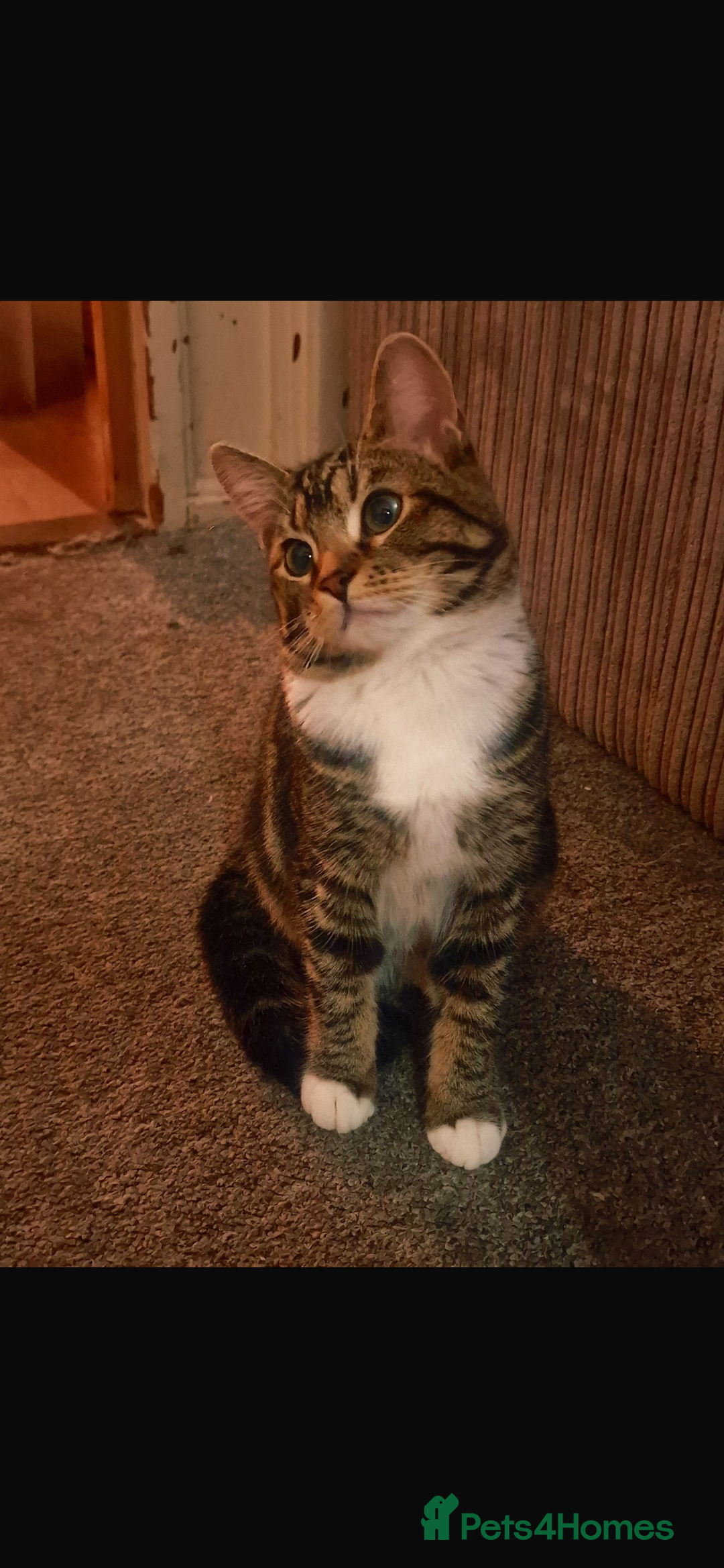 Bengal cats for sale: Bengal kitten for sale.  - Advert 2