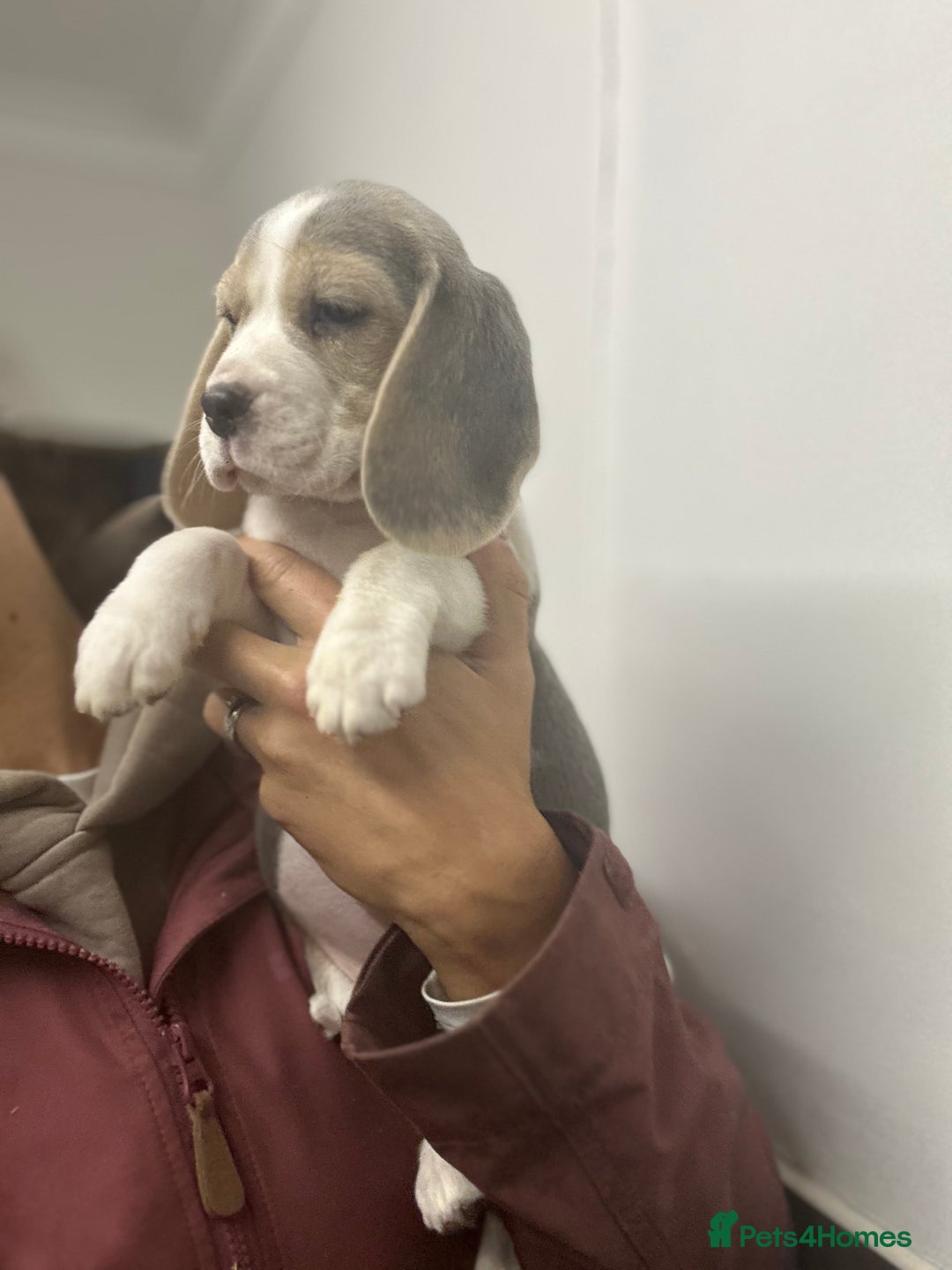 Beagle dogs for sale: KC Reg Beagle last girl Ready now  - Advert 3