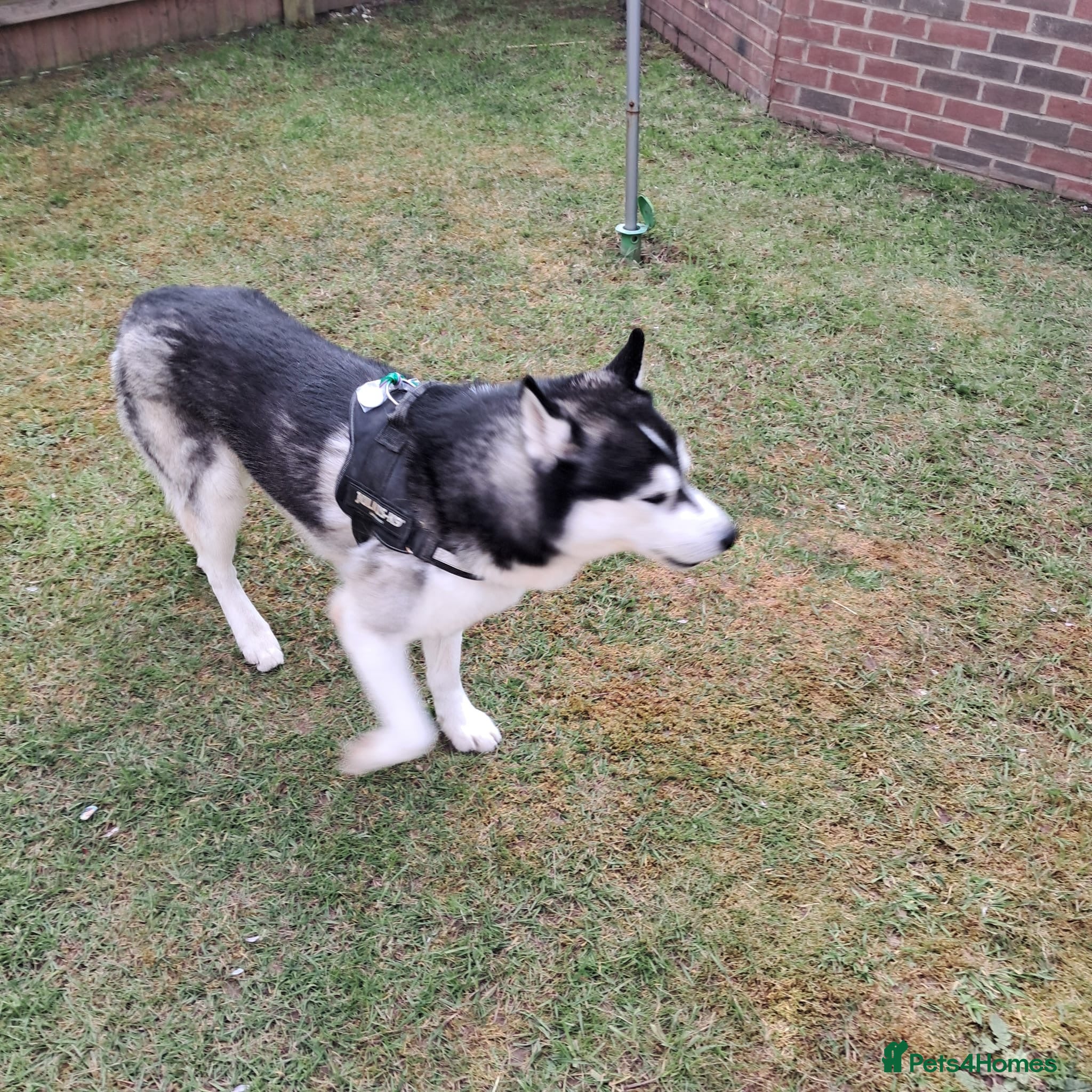 Siberian Husky dogs Husky Male - lovely dog - good with children  - Advert 1