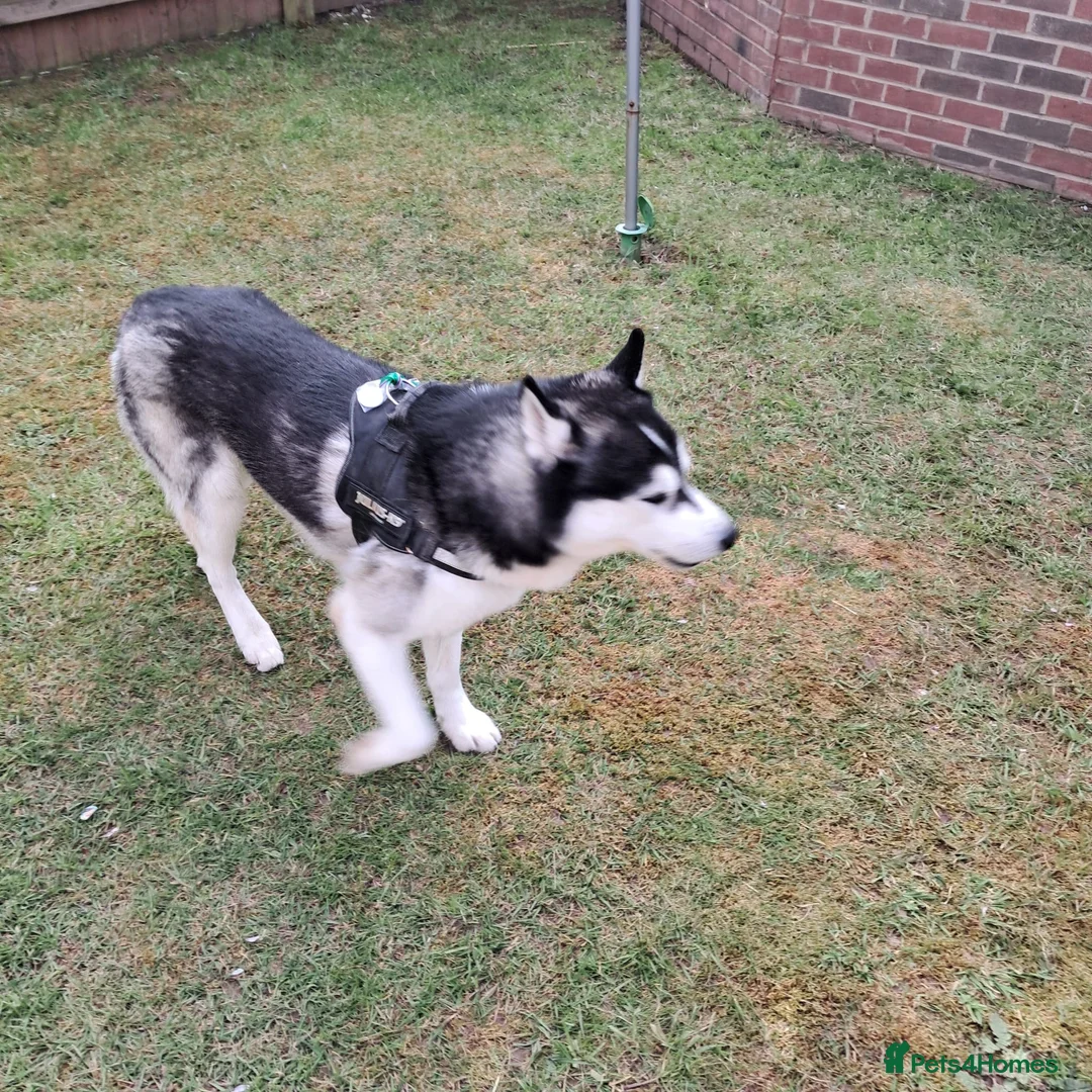 Siberian Husky dogs for sale: Husky Male - lovely dog - good with children  - Advert 1