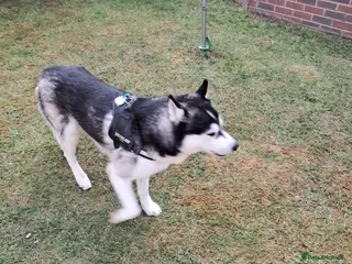 Siberian Husky dogs Husky Male - lovely dog - good with children - Advert 1