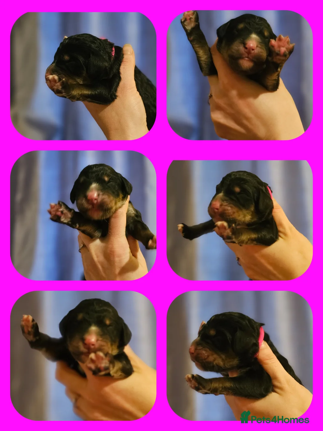 Bernedoodle dogs for sale: All currently reserved! Quality F1Bernedoodle pups - Advert 27