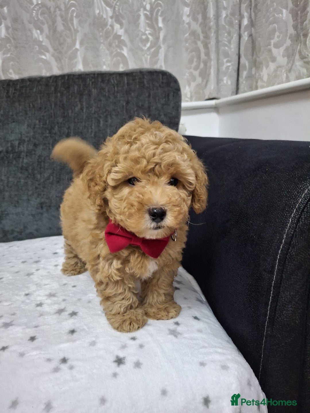 Maltipoo dogs for sale: 3 Maltipoo Puppies For sale - Image 8
