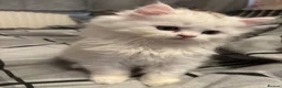 Persian cats for sale: Persian kittens for sale - Advert 25