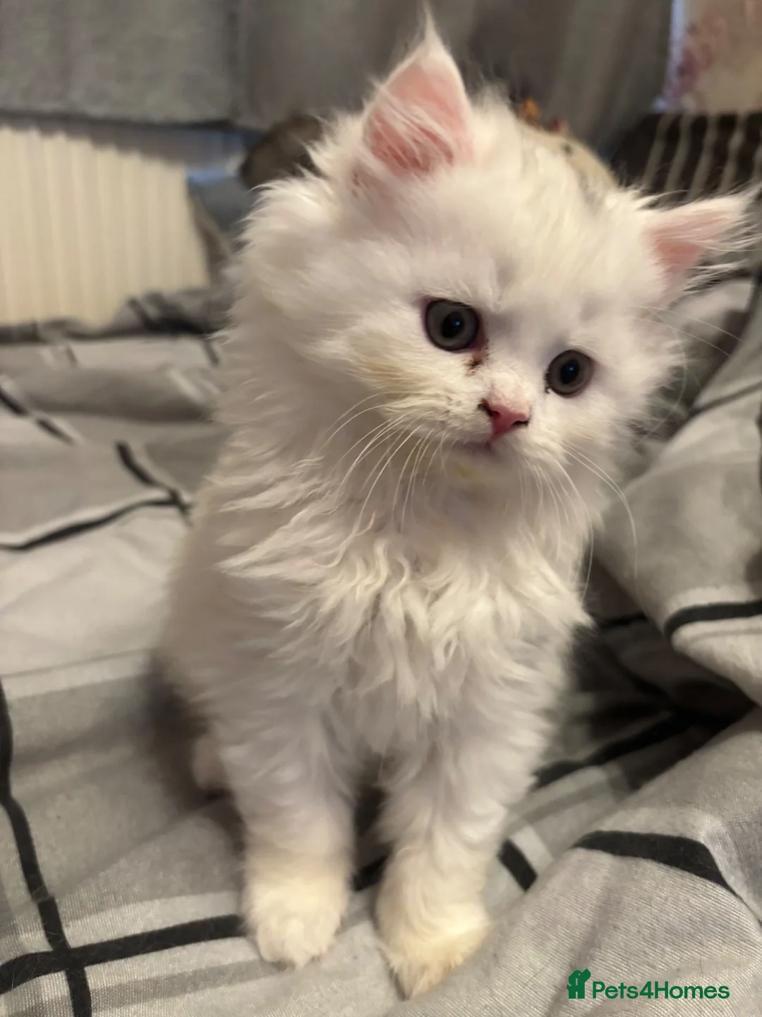 Persian cats for sale: Persian kittens for sale - Advert 25