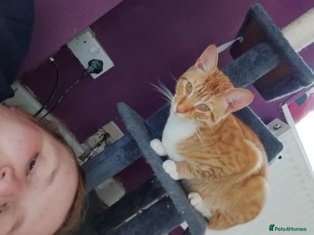 British Shorthair cats for sale: Female white and ginger boy cats  - Advert 6