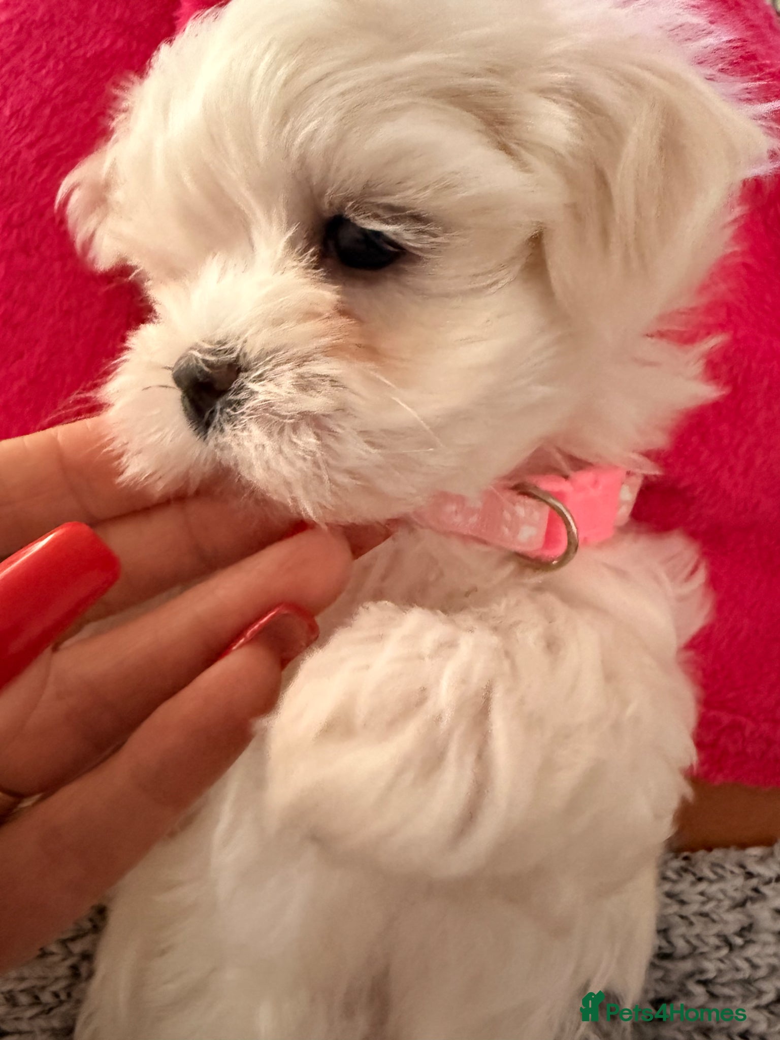 Maltese dogs 🩵Beautiful Korean Maltese puppies 🩵 - Advert 11
