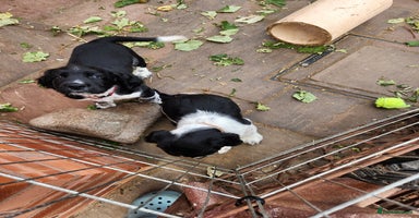English Springer Spaniel dogs - Advert 7