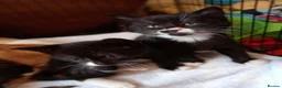 Mixed Breed cats for sale: 3 kittens left for sale - Advert 7