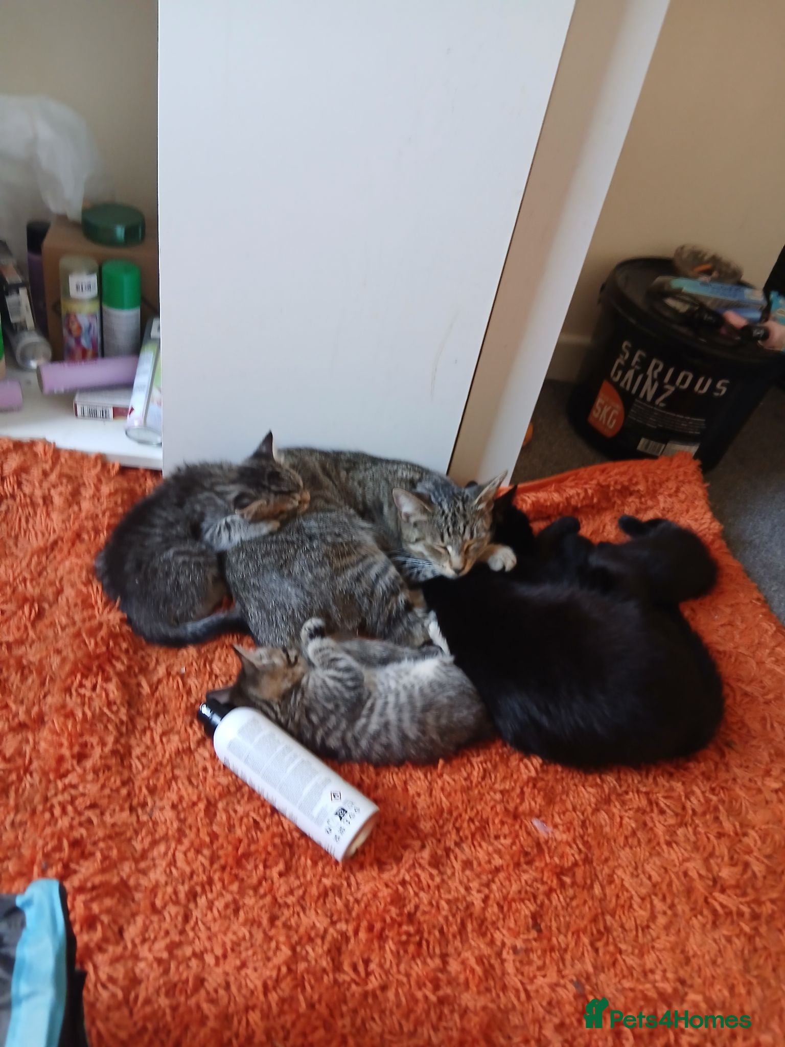 British Shorthair cats Beautiful black female kitten left - Advert 13