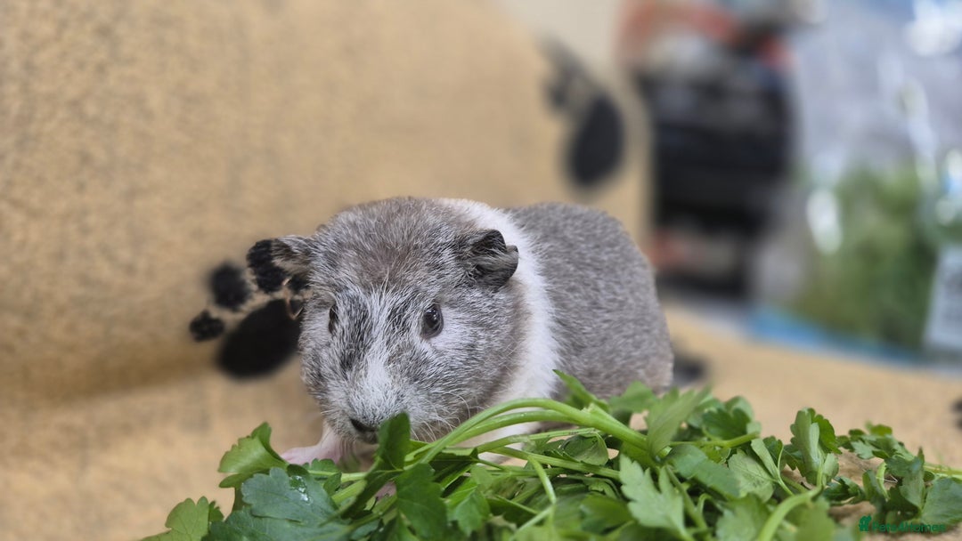Guinea Pig rodents for sale: 4 female guinea pigs - Image 4