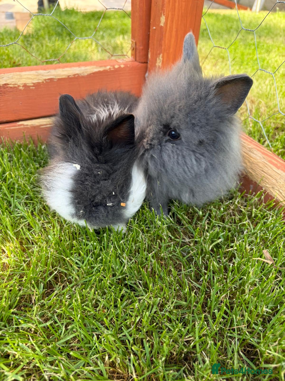 Lionhead rabbits Gorgeous double maned lionhead babies  - Advert 6