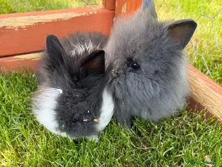 Lionhead rabbits READY NOW! Gorgeous double maned lionhead babies - Advert 1