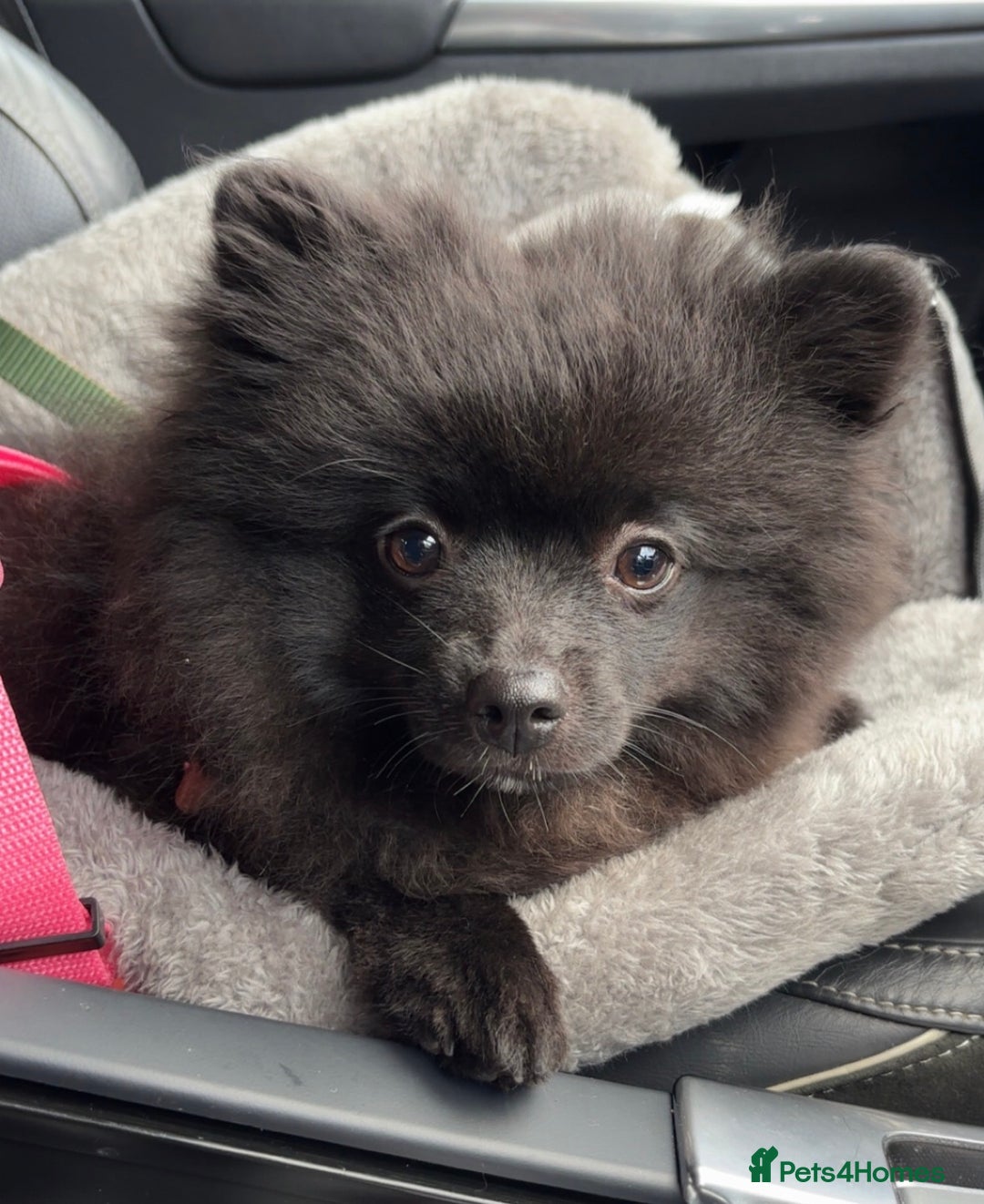 Pomeranian dogs for sale: BEAR 7 month pomeranian - Advert 2