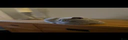 British Shorthair cats for sale: Stunning British Shorthairs - Advert 3