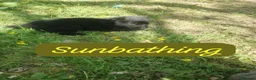 German Shepherd dogs for sale: German shepherd puppys - Advert 3
