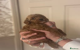 Shihpoo dogs for sale: F1b Shihpoo Puppies - 2 boys, 3 girls  - Advert 15