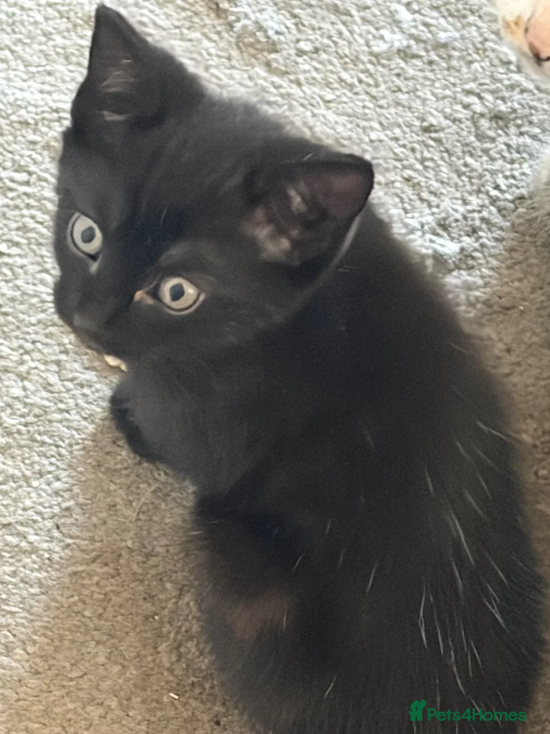 Mixed Breed cats for sale: 3 girls and one black boy - Advert 7