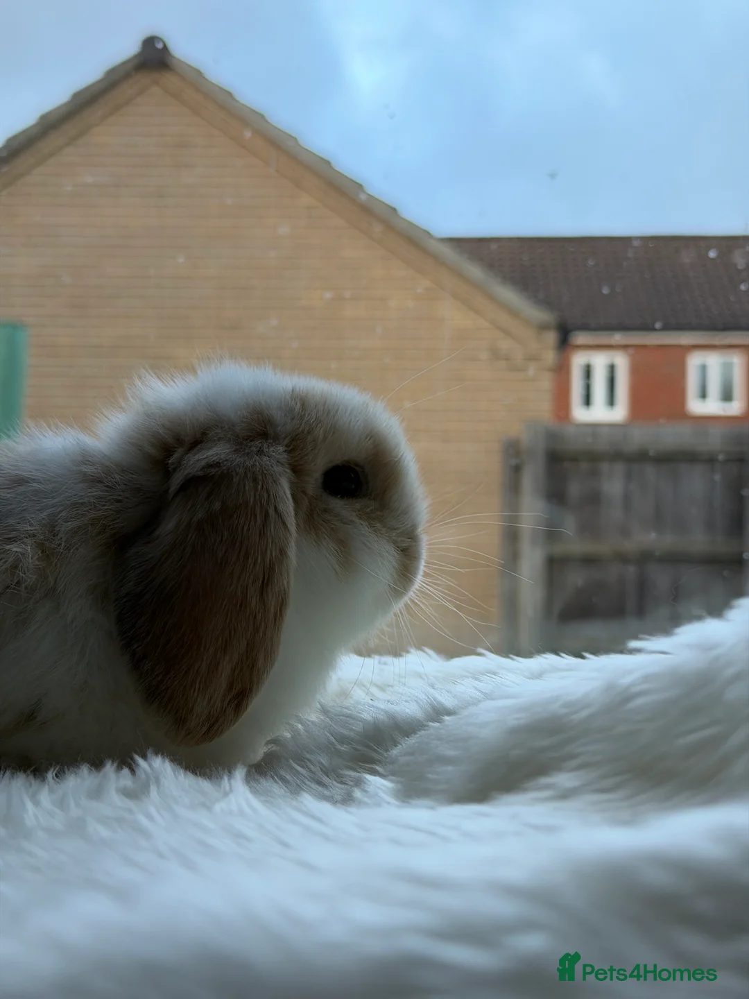 Mini Lop rabbits for sale: Adorable Friendly Mini Lop - Advert 9