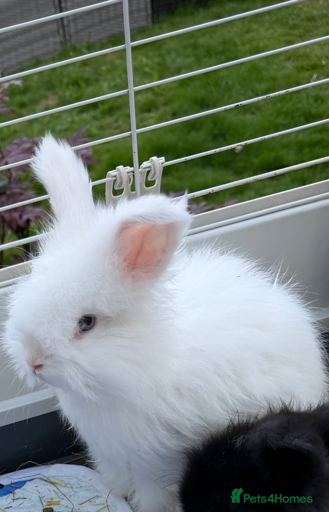 Angora rabbits Angora buns - Advert 2