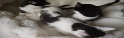 Mixed Breed cats for sale: Kittens in Bournemouth  in Bournemouth - Advert 2
