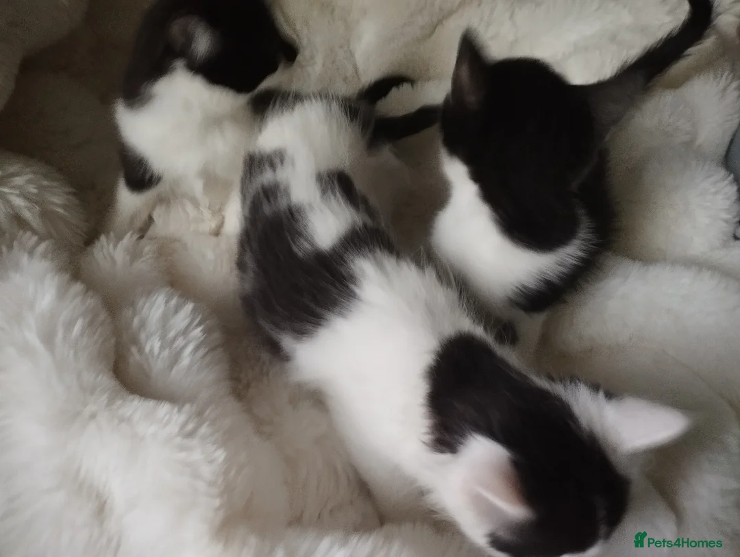 Mixed Breed cats for sale: Kittens in Bournemouth  in Bournemouth - Advert 2