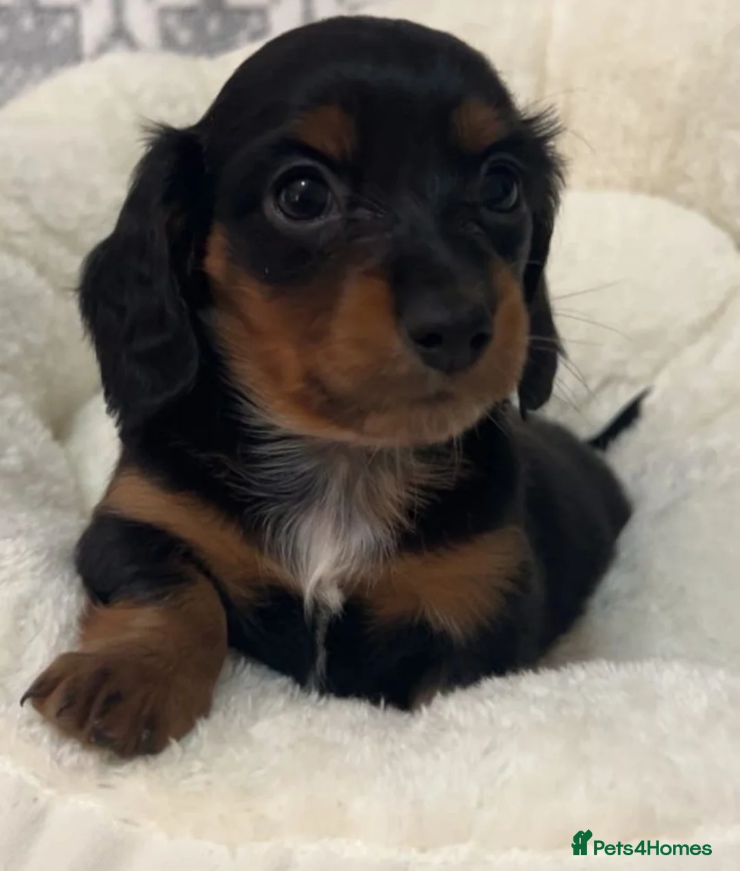 Miniature Dachshund dogs for sale: KC Reg Long-Haired Miniature Dachshund Puppies  - Advert 26
