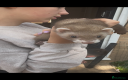 Ferret rodents for sale: Baby ferrets - Image 4